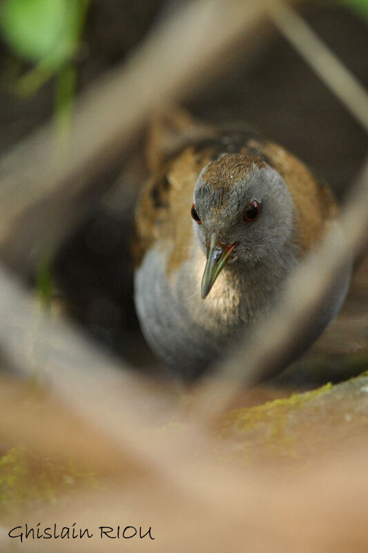 Little Crake male adult