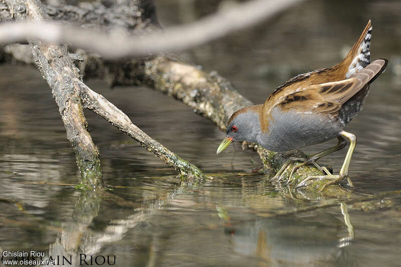 Little Crake male adult breeding, identification, Behaviour