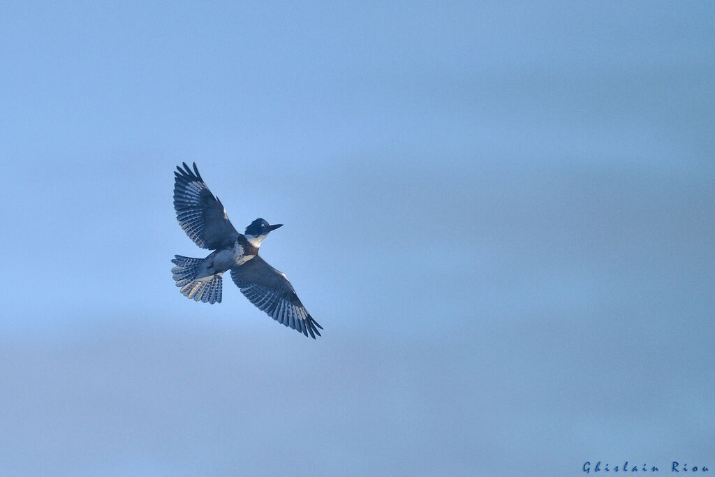 Martin-pêcheur d'Amérique