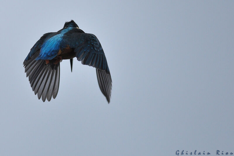 Common Kingfisher