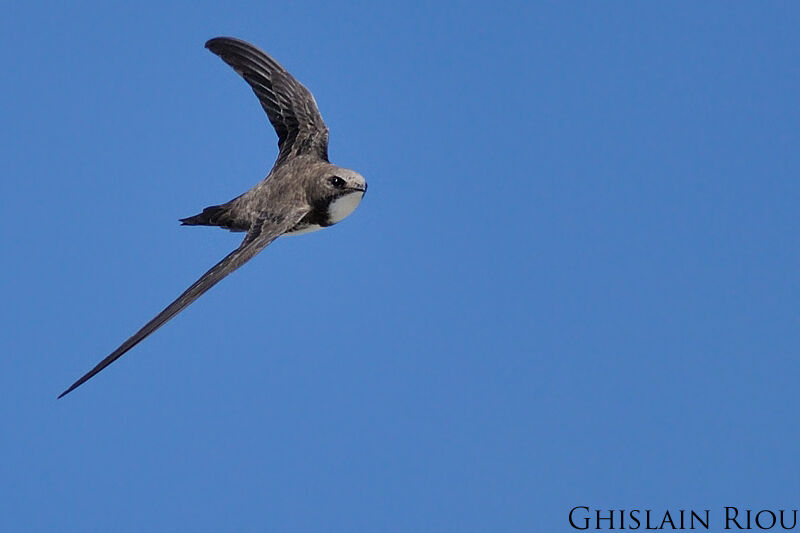 Alpine Swift