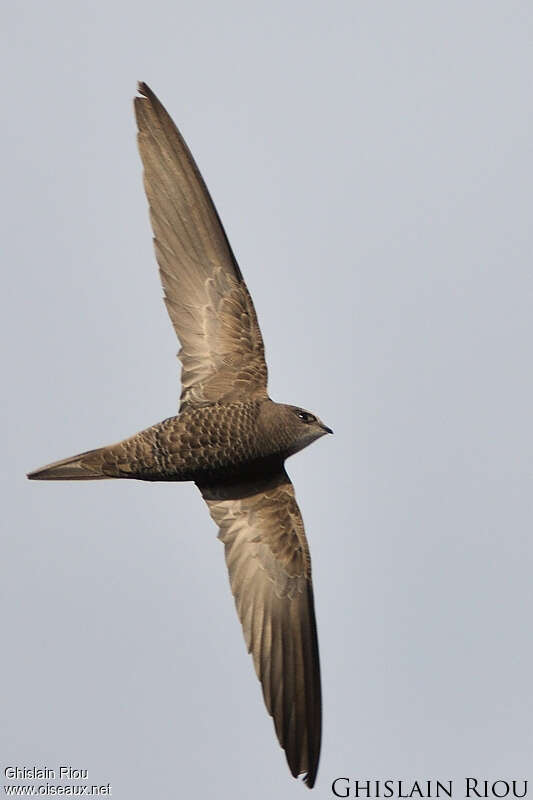 Pallid Swift, pigmentation, Flight