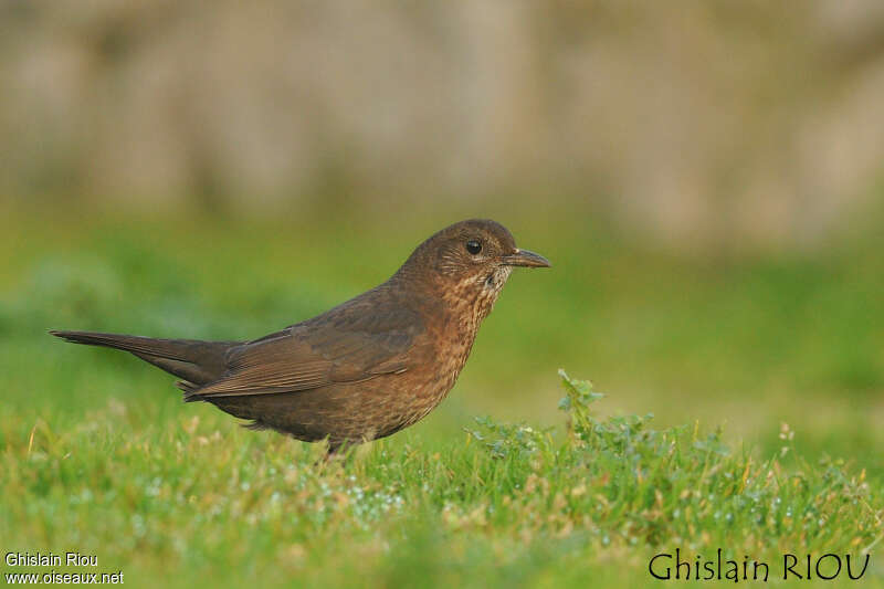 Common Blackbird female juvenile, identification