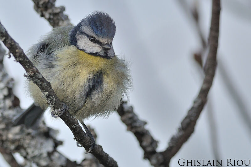 Eurasian Blue Tit