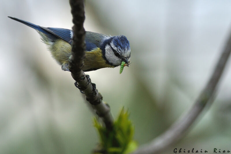 Eurasian Blue Tit