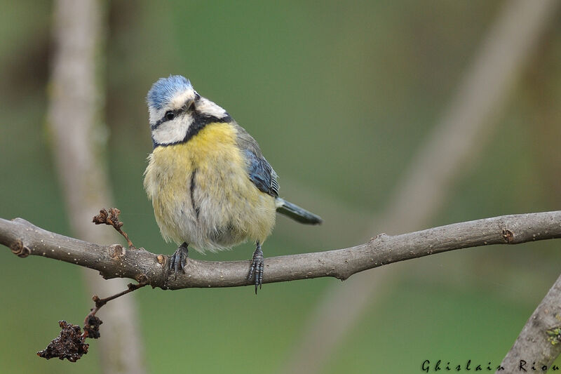 Eurasian Blue Tit