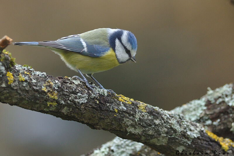 Eurasian Blue Tit