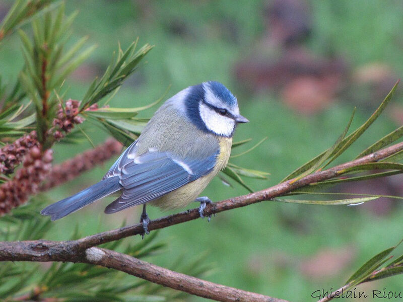 Eurasian Blue Titadult