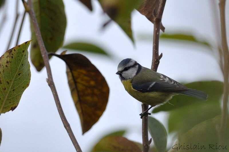 Mésange bleue