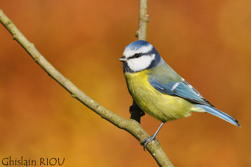 Mésange bleue