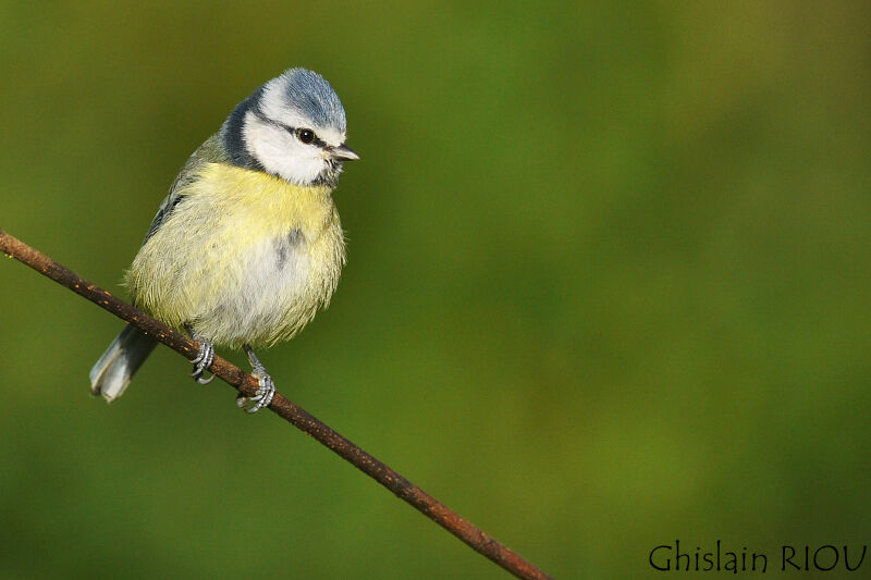 Eurasian Blue Tit