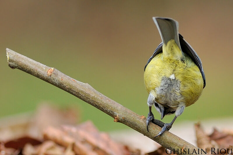 Eurasian Blue Tit, eats