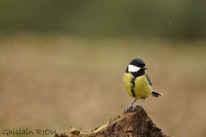 Great Tit female adult