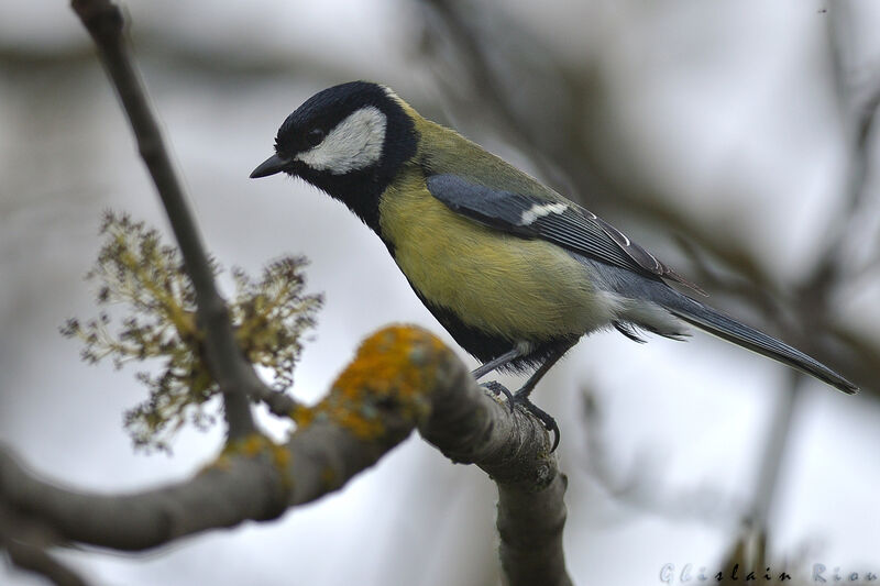 Mésange charbonnière mâle