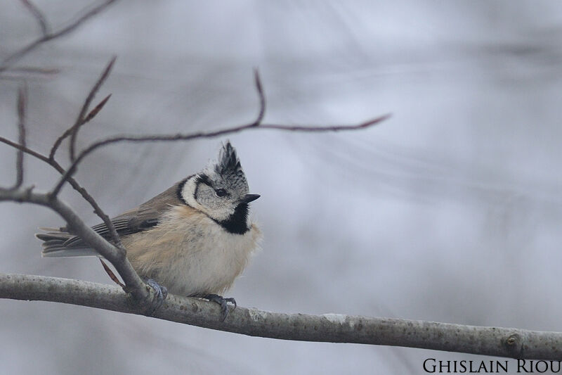 Crested Tit