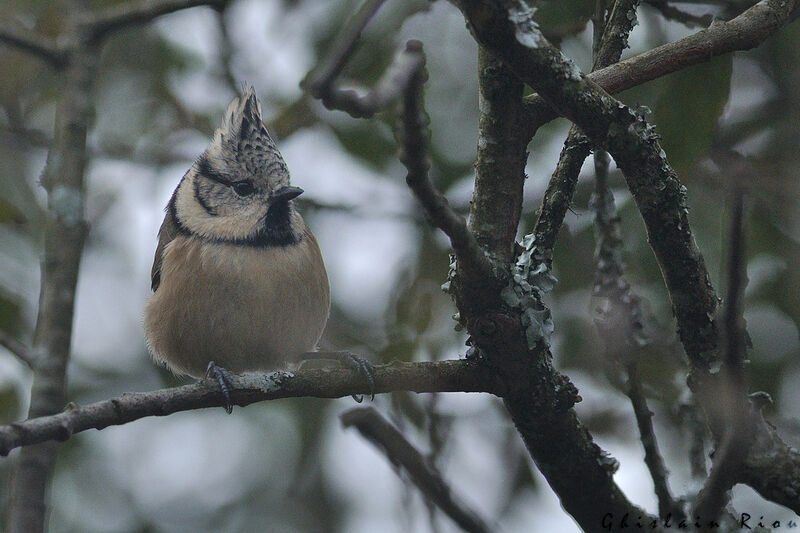 Crested Tit