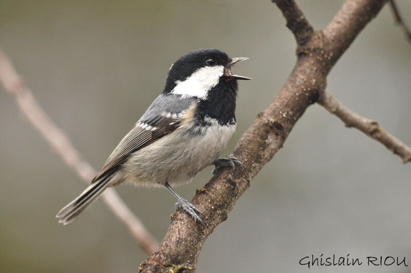 Coal Tit