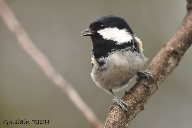 Coal Tit