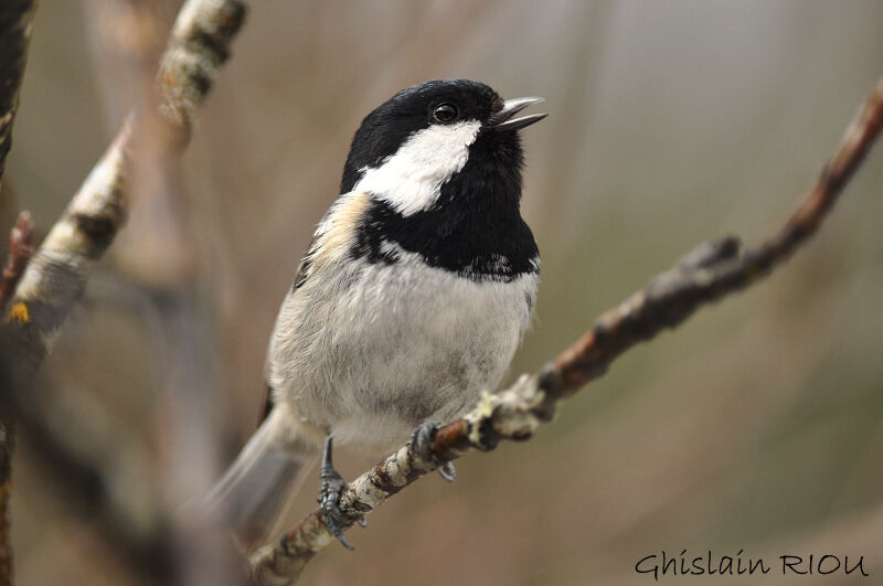 Coal Tit