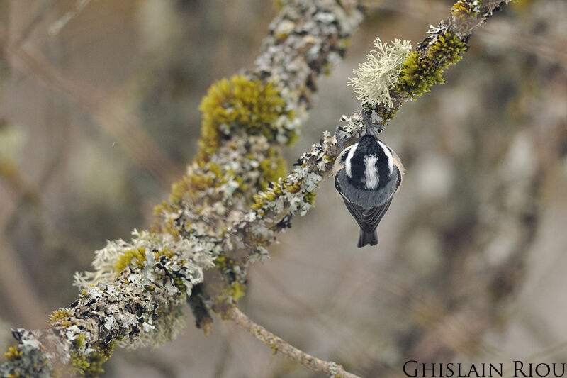 Coal Tit