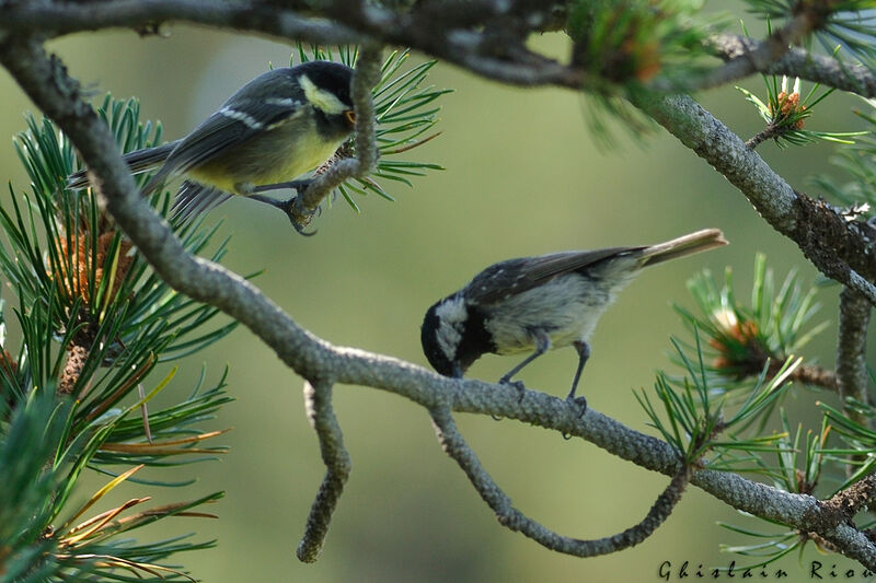 Coal Tit