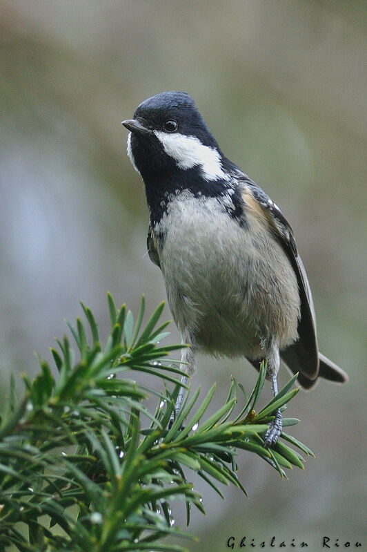 Coal Tit