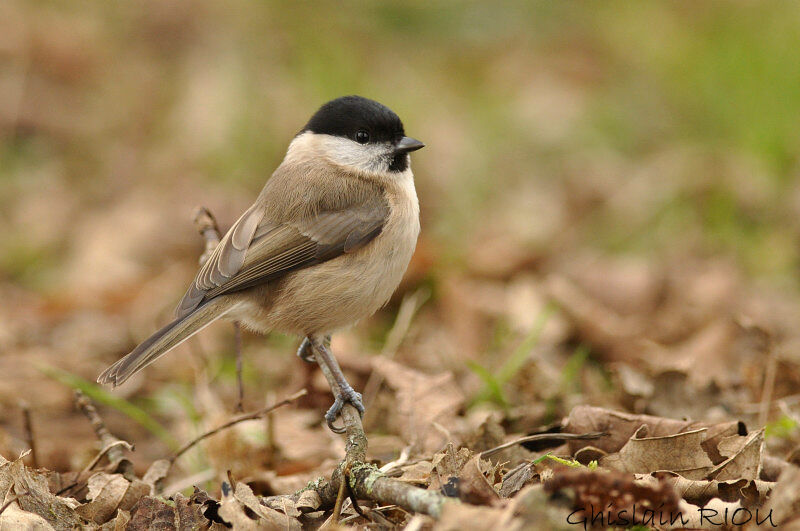 Marsh Tit