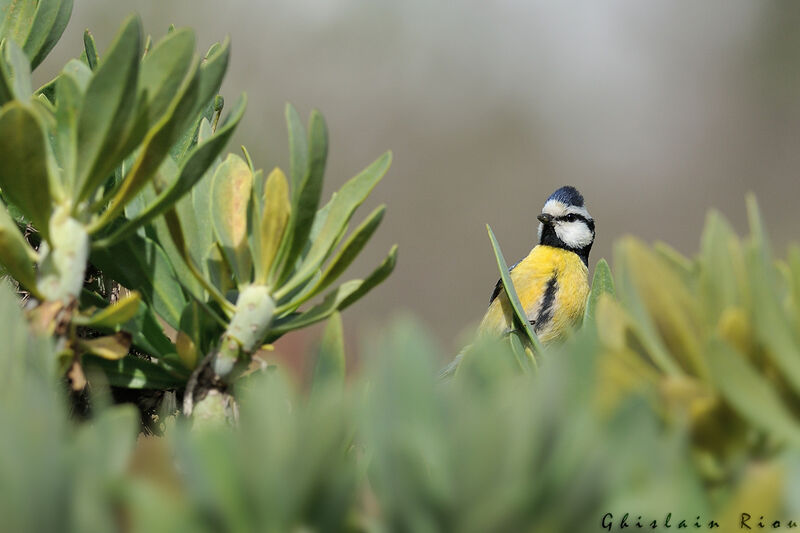 African Blue Tit