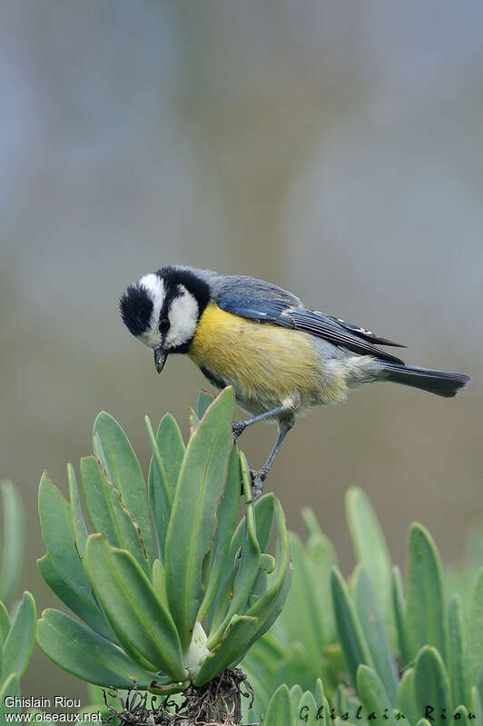 Mésange nord-africaineadulte, pêche/chasse