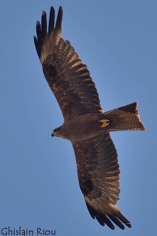 Black Kite