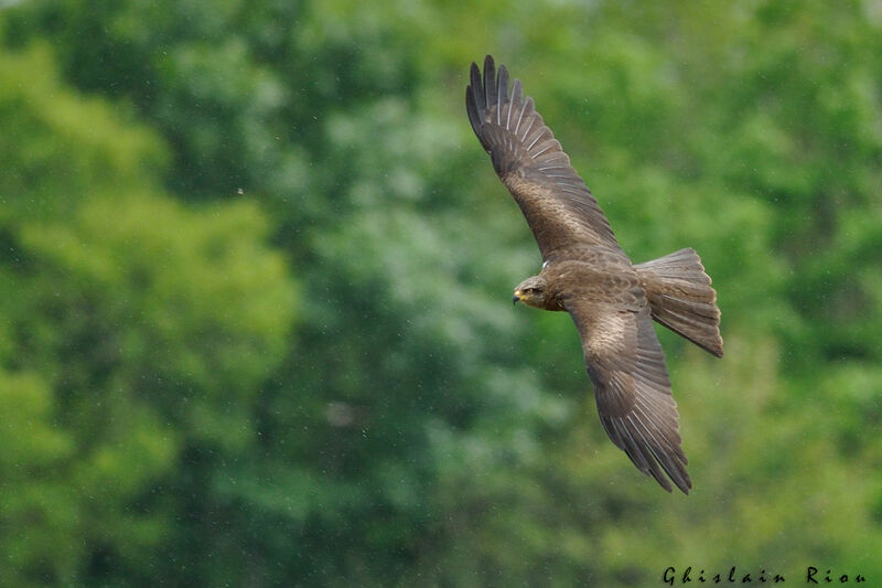 Black Kite