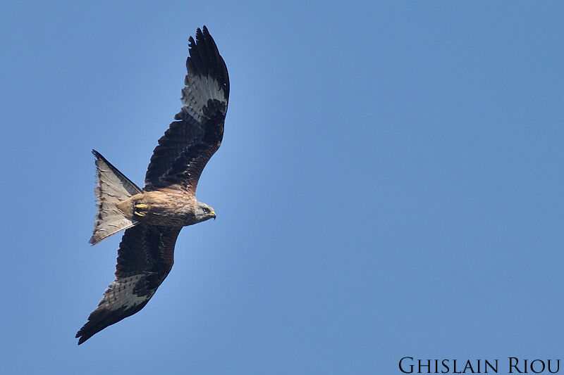 Red Kite