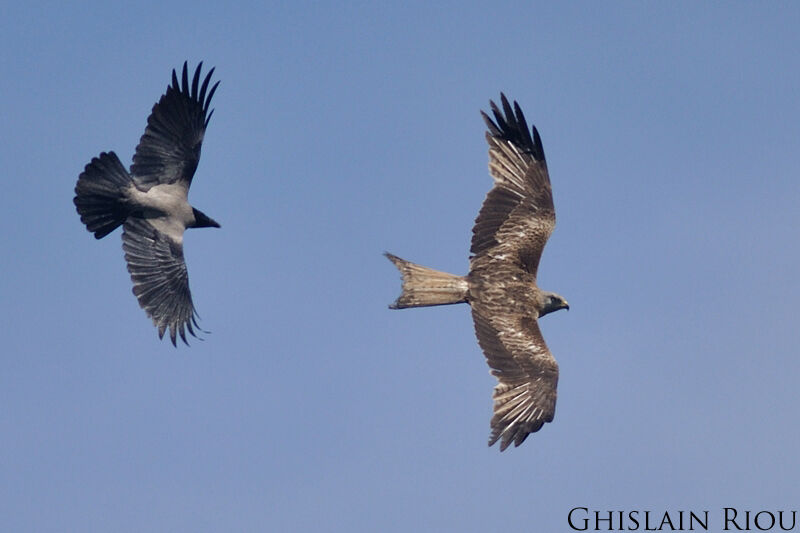 Red Kite