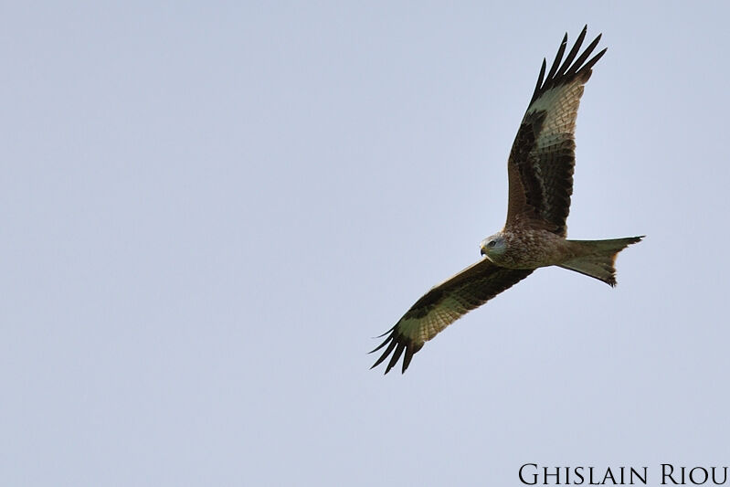 Red Kite