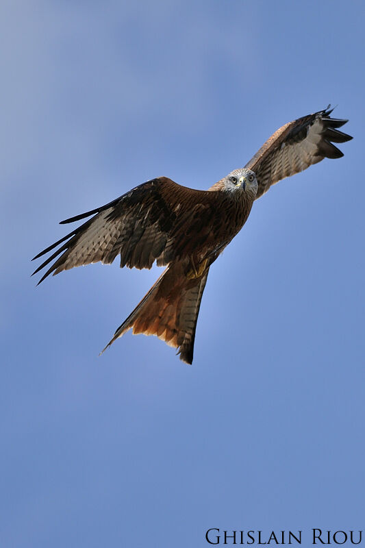 Red Kite