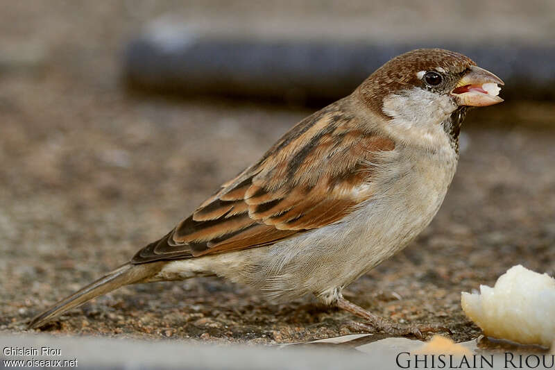 Moineau cisalpin mâle, régime, mange