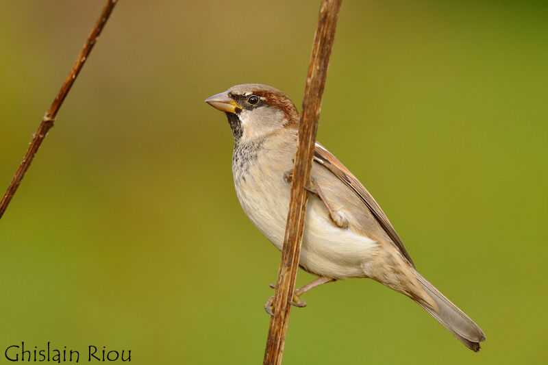 House Sparrow male