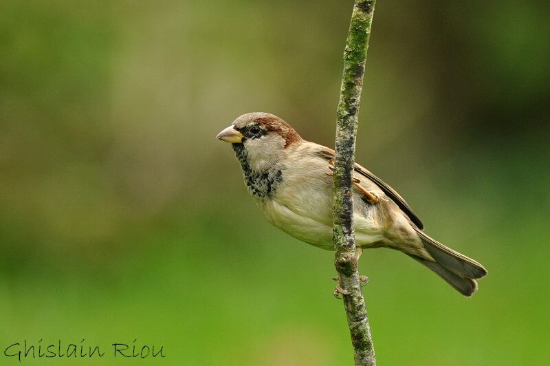 House Sparrow male adult