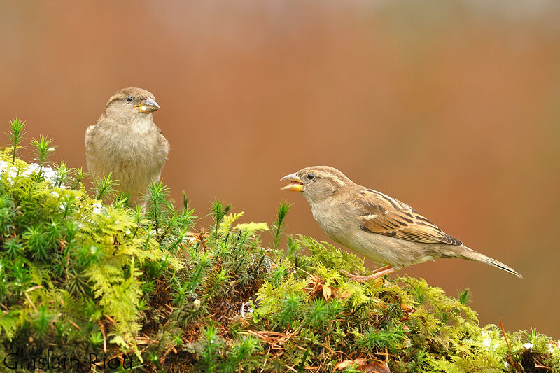 House Sparrow female