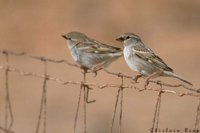 Moineau espagnol femelle