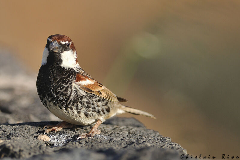 Spanish Sparrow male