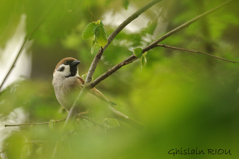 Eurasian Tree Sparrow