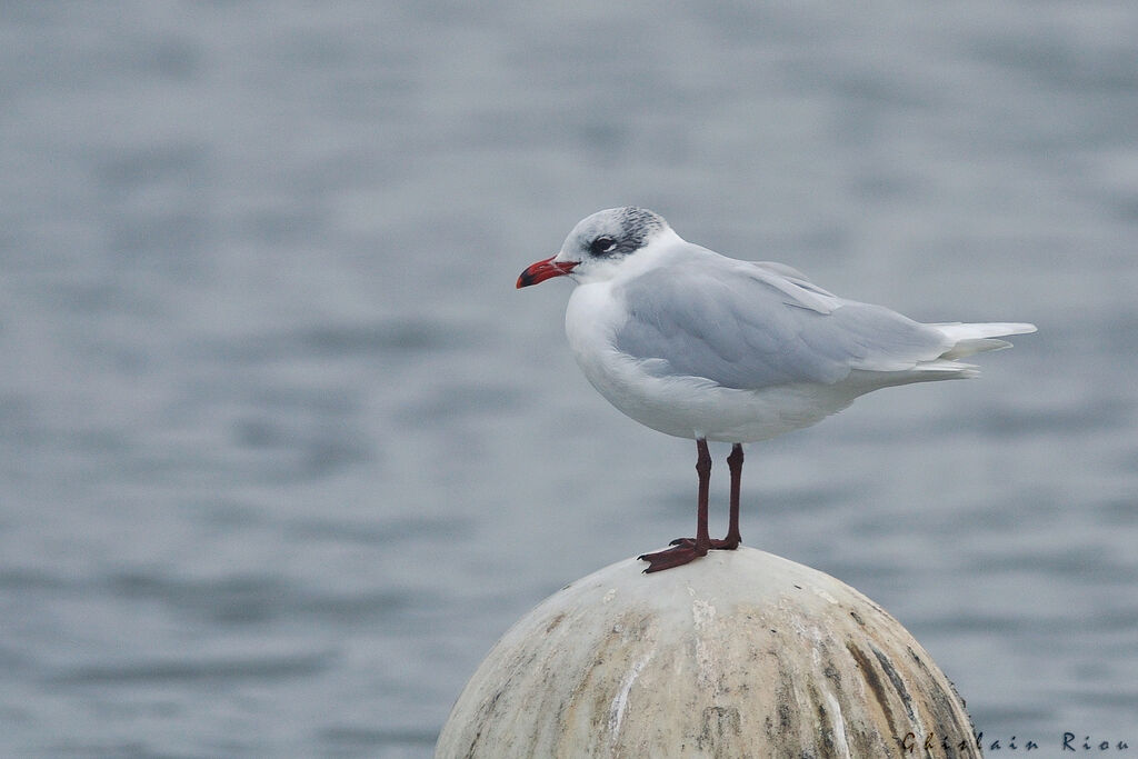 Mouette mélanocéphale
