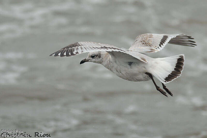 Mouette mélanocéphale1ère année, identification