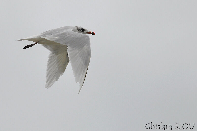 Mouette mélanocéphale