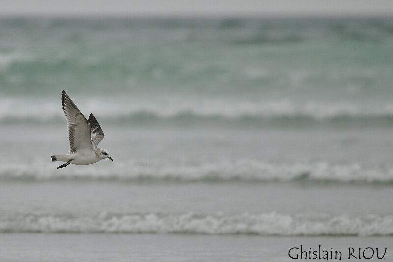 Mouette mélanocéphale