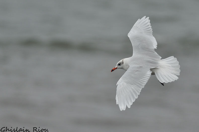 Mouette mélanocéphaleadulte