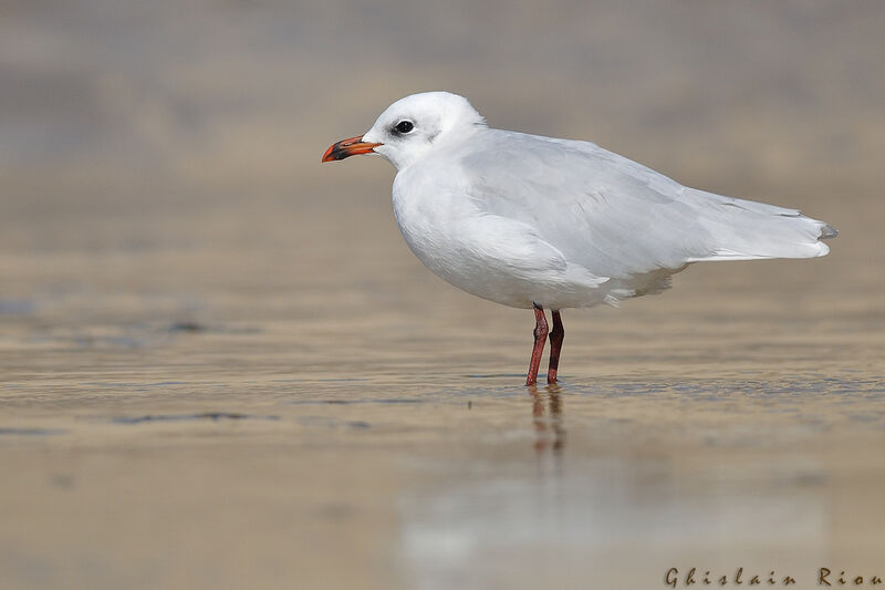 Mediterranean Gulladult post breeding