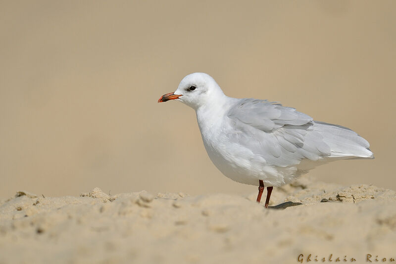 Mouette mélanocéphaleadulte internuptial