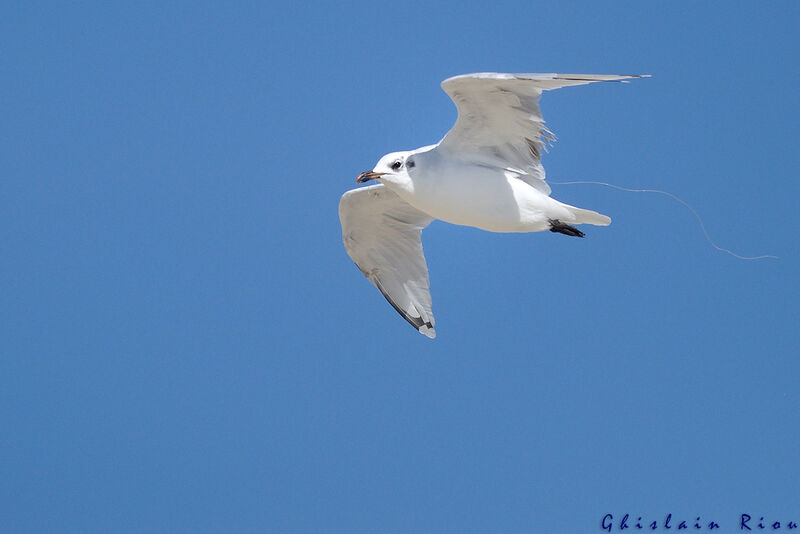 Mediterranean Gullimmature, Flight